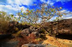 อุทยานแห่งชาติภูผาเทิบ