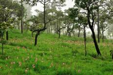 Pa Hin Ngam National Park