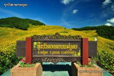 ดอกบัวตอง (ดอยแม่อูคอ)