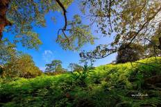 Phu Kradueng National Park