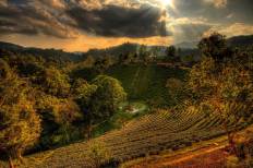 ดอยช้าง