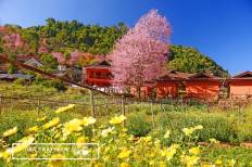Doi Ang Khang National Park