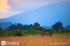 Khao Yai National Park
