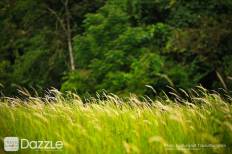 Khao Yai National Park