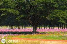 Jim Thompson Farm