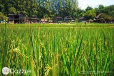 Jim Thompson Farm