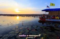 Red Lotus Sea