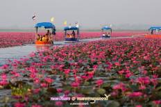 Red Lotus Sea
