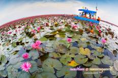 Red Lotus Sea