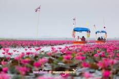 Red Lotus Sea