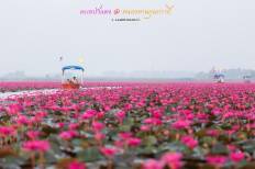 Red Lotus Sea