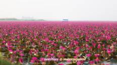 Red Lotus Sea
