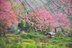 Angkhang Royal Agricultural Station