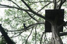 Flying Squirrels