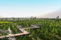 Banana Farm