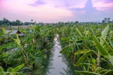Banana Farm