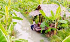 Banana Farm