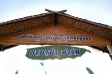 Banana Farm