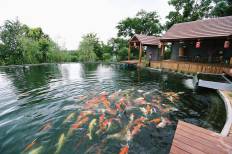 Suan Phueng Highland