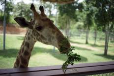 Suan Phueng Highland