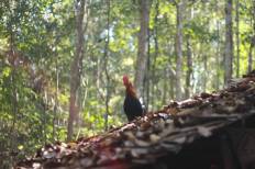 Mae Wa National Park
