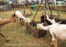 Khonkaen Exotic Pet and Night Safari