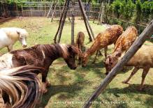 Khonkaen Exotic Pet and Night Safari