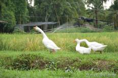 ทุ่งธรรมนา
