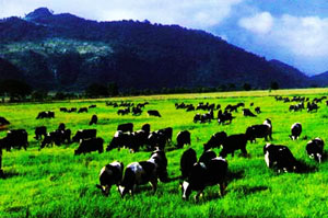 Farm Chokchai