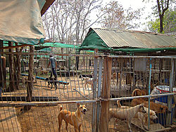 สวนสัตว์เลี้ยงกาญจนบุรี
