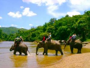 Wang Pho Elephant Camp