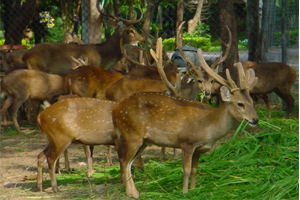 Houay Sai Breeding Station and Wildlife Propagated