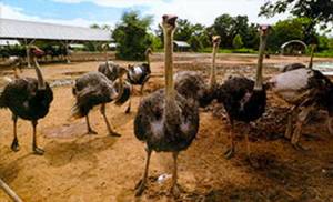 Kajon Farm (Ostrich Farm)