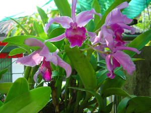 Orchid Conservation Inthanon