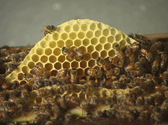 ศูนย์อนุรักษ์ผึ้ง