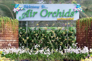 Air Orchids