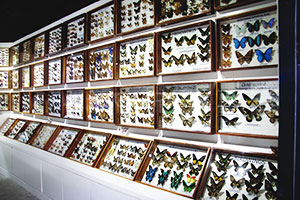 พิพิธภัณฑ์แมลง และสิ่งมหัศจรรย์ธรรมชาติ