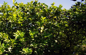 Dan Kwian Lime Orchard