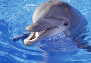 Pattaya Dolphin World and Resort