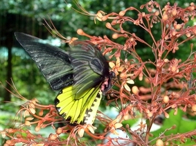 Saithip Butterfly Garden