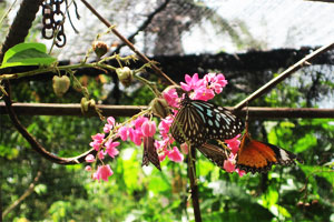 Samui Butterfly Garden