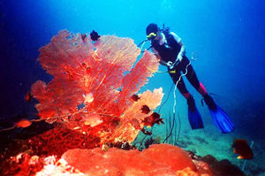 Coral Viewing Site