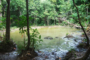 Wildlife Sanctuary Phu Si Tan Reservoir