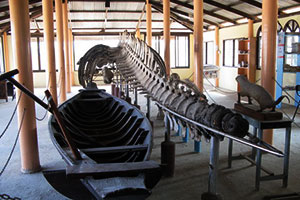 พิพิธภัณฑ์ปลาวาฬ (วัดกระซ้าขาว)