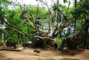 Khao Kho Open Zoo