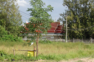 Wat Nong Si Sa-nguan