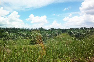 Khuan Sawan Forest Park