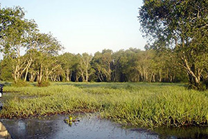 The Chao Yu Hua Swamp Forest