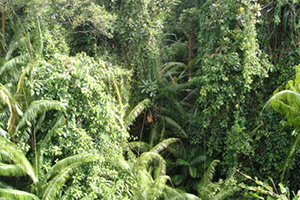 Kanthuli Swamp Forest Nature Study Center