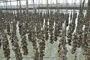 Oyster Cultivation Center